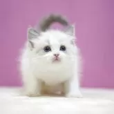 ラグドール【埼玉県・男の子・2025年10月17日・ブルーポイントバイカラー】の写真5