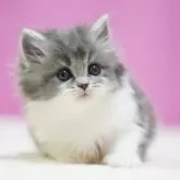 スコティッシュストレート【埼玉県・女の子・2025年11月1日・ブルータビーホワイト】の写真5