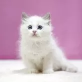 ラグドール【埼玉県・男の子・2025年5月28日・ブルーポイントバイカラー】の写真5