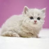 スコティッシュストレート【埼玉県・男の子・2025年11月1日・クリームタビーホワイト】の写真5