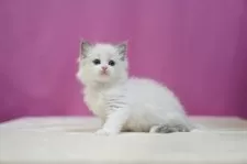 ラグドール【埼玉県・女の子・2024年12月31日・ブルーポイントバイカラー】の写真5