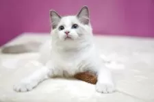 ラグドール【埼玉県・男の子・2025年10月6日・ブルーポイントバイカラー】の写真5