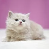 スコティッシュストレート【埼玉県・男の子・2025年11月1日・クリームタビーホワイト】の写真6