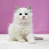 ラグドール【埼玉県・男の子・2025年5月28日・ブルーポイントバイカラー】の写真7