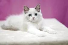 ラグドール【埼玉県・男の子・2025年7月18日・ブルーポイントバイカラー】の写真6