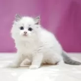 ラグドール【埼玉県・男の子・2025年7月28日・ブルーポイントバイカラー】の写真7