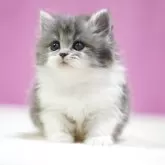 スコティッシュストレート【埼玉県・女の子・2025年11月1日・ブルータビーホワイト】の写真7