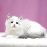 ラグドール【埼玉県・男の子・2025年4月4日・ブルーポイントバイカラー】の写真7