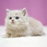 スコティッシュストレート【埼玉県・男の子・2025年11月1日・クリームタビーホワイト】の写真7