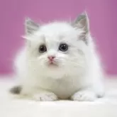 ラグドール【埼玉県・男の子・2025年10月17日・ブルーポイントバイカラー】の写真7