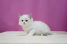 ラグドール【埼玉県・女の子・2024年12月31日・ブルーポイントバイカラー】の写真7