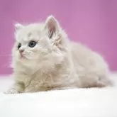 スコティッシュストレート【埼玉県・男の子・2025年11月1日・クリームタビーホワイト】の写真8