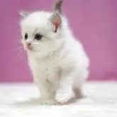 ラグドール【埼玉県・男の子・2025年10月17日・ブルーポイントバイカラー】の写真8