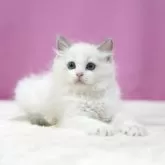 ラグドール【埼玉県・男の子・2025年5月28日・ブルーポイントバイカラー】の写真8