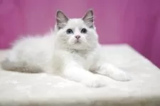 ラグドール【埼玉県・男の子・2025年7月18日・ブルーポイントバイカラー】の写真7