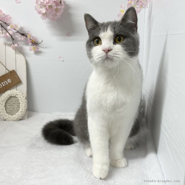 ブリティッシュショートヘア【・女の子・2021年6月12日・ブルー&amp;ホワイト】