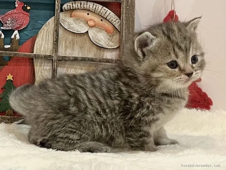 ID：2112-01259の子猫