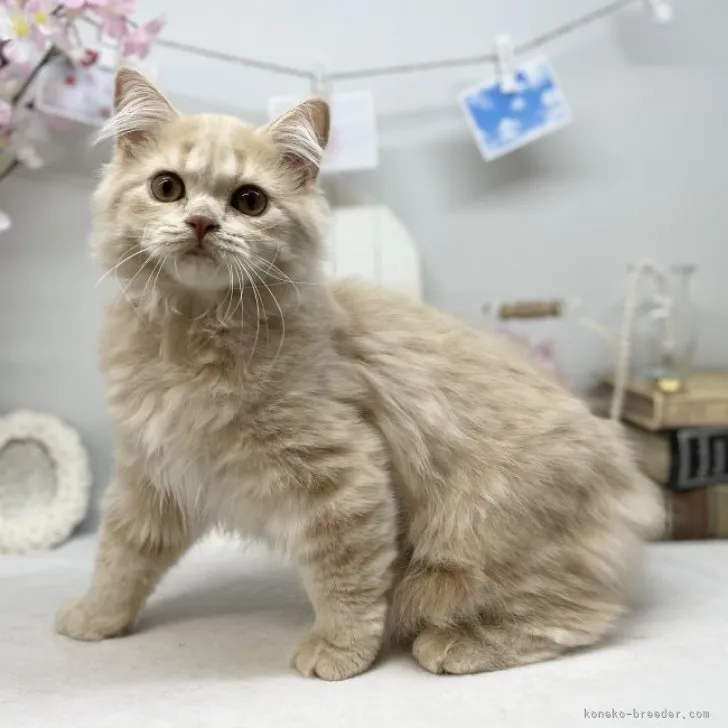 ID：2302-00283の子猫