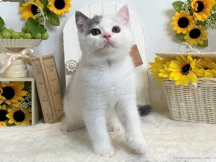 ID：2106-01178の子猫