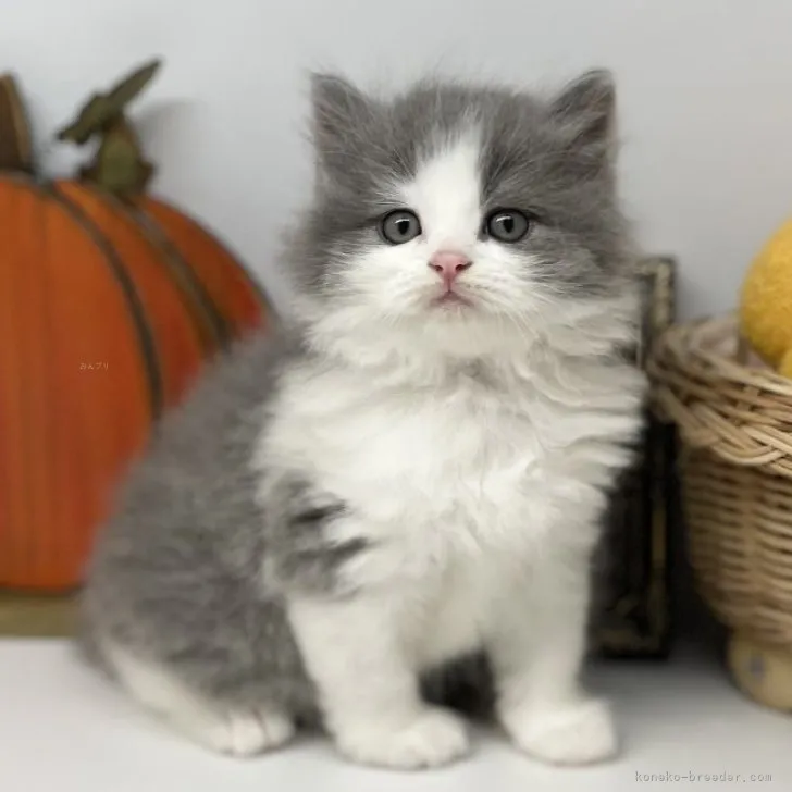 ID：2309-02706の子猫