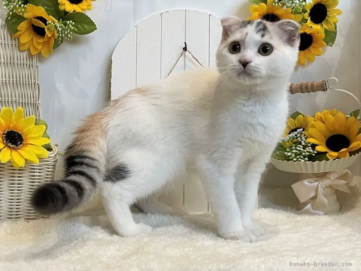 ID:2105-00949の子猫