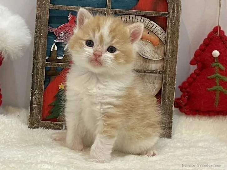 ID：2112-01254の子猫