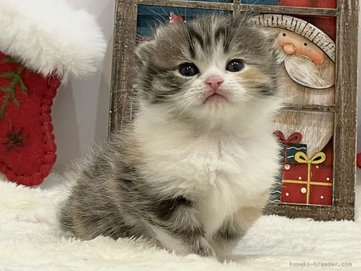 ID：2112-01256の子猫