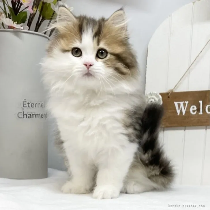 ID：2301-01723の子猫