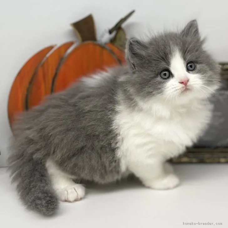 ID：2309-02704の子猫