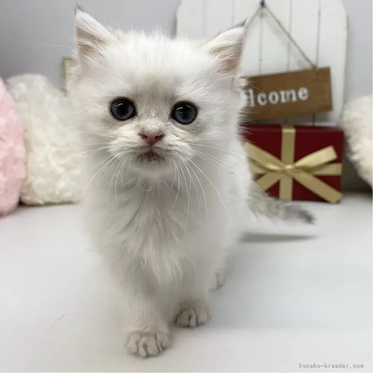 ID:2402-00590の子猫