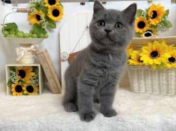 ブリティッシュショートヘア【岡山県・男の子・2021年4月20日・ブルー】の写真「お顔とお目目がまん丸なクマちゃん♪写真更新しました」