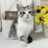 スコティッシュフォールド(立ち耳)【岡山県・女の子・2022年5月24日・ブルーパッチドタビー&ホワイト】の写真1「7/26撮影⭐️」