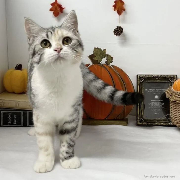 ID：2207-00049の子猫