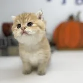 ブリティッシュショートヘア【岡山県・男の子・2023年8月11日・ブラックゴールデン】の写真2