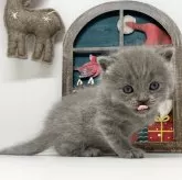 ブリティッシュショートヘア【岡山県・男の子・2023年11月16日・ブルー】の写真2「12/20撮影」