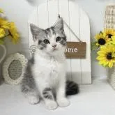 スコティッシュフォールド(立ち耳)【岡山県・女の子・2022年5月24日・ブルーパッチドタビー&ホワイト】の写真3「7/26撮影⭐️」