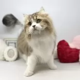 ブリティッシュロングヘア【岡山県・男の子・2022年12月19日・ブラウンティックドタビー&ホワイト】の写真4「2/1撮影☆」