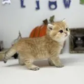 ブリティッシュショートヘア【岡山県・男の子・2023年8月11日・ブラックゴールデン】の写真4「9/18撮影」