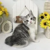 スコティッシュフォールド(立ち耳)【岡山県・女の子・2022年5月24日・ブルーパッチドタビー&ホワイト】の写真4「7/26撮影⭐️」