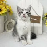 スコティッシュフォールド(立ち耳)【岡山県・女の子・2022年5月24日・ブルーパッチドタビー&ホワイト】の写真5「7/26撮影⭐️」