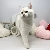 ブリティッシュショートヘア【岡山県・男の子・2023年8月11日・ゴールデンポイント】の写真5「2/2撮影✨」