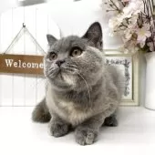 ブリティッシュショートヘア【岡山県・女の子・2024年12月8日・ブルークリーム】の写真7