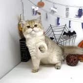 ブリティッシュショートヘア【岡山県・女の子・2025年6月5日・ブラックゴールデンシェーデッド】の写真7