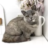 ブリティッシュショートヘア【岡山県・女の子・2024年12月8日・ブルークリーム】の写真3