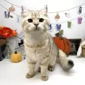 ブリティッシュショートヘア【岡山県・男の子・2025年4月4日・ブラックゴールデンスポッテッドタビー】の写真11