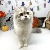 ブリティッシュショートヘア【岡山県・女の子・2025年5月24日・ダイリュートキャリコ】の写真8