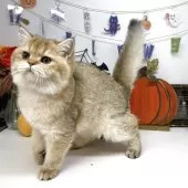 ブリティッシュショートヘア【岡山県・女の子・2025年6月5日・ブラックゴールデンシェーデッド】の写真8