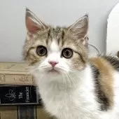 ブリティッシュショートヘア【岡山県・女の子・2025年1月6日・キャリコ】の写真2