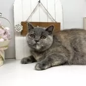 ブリティッシュショートヘア【岡山県・女の子・2024年12月8日・ブルークリーム】の写真5