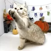 ブリティッシュショートヘア【岡山県・男の子・2025年4月4日・ブラックゴールデンスポッテッドタビー】の写真13